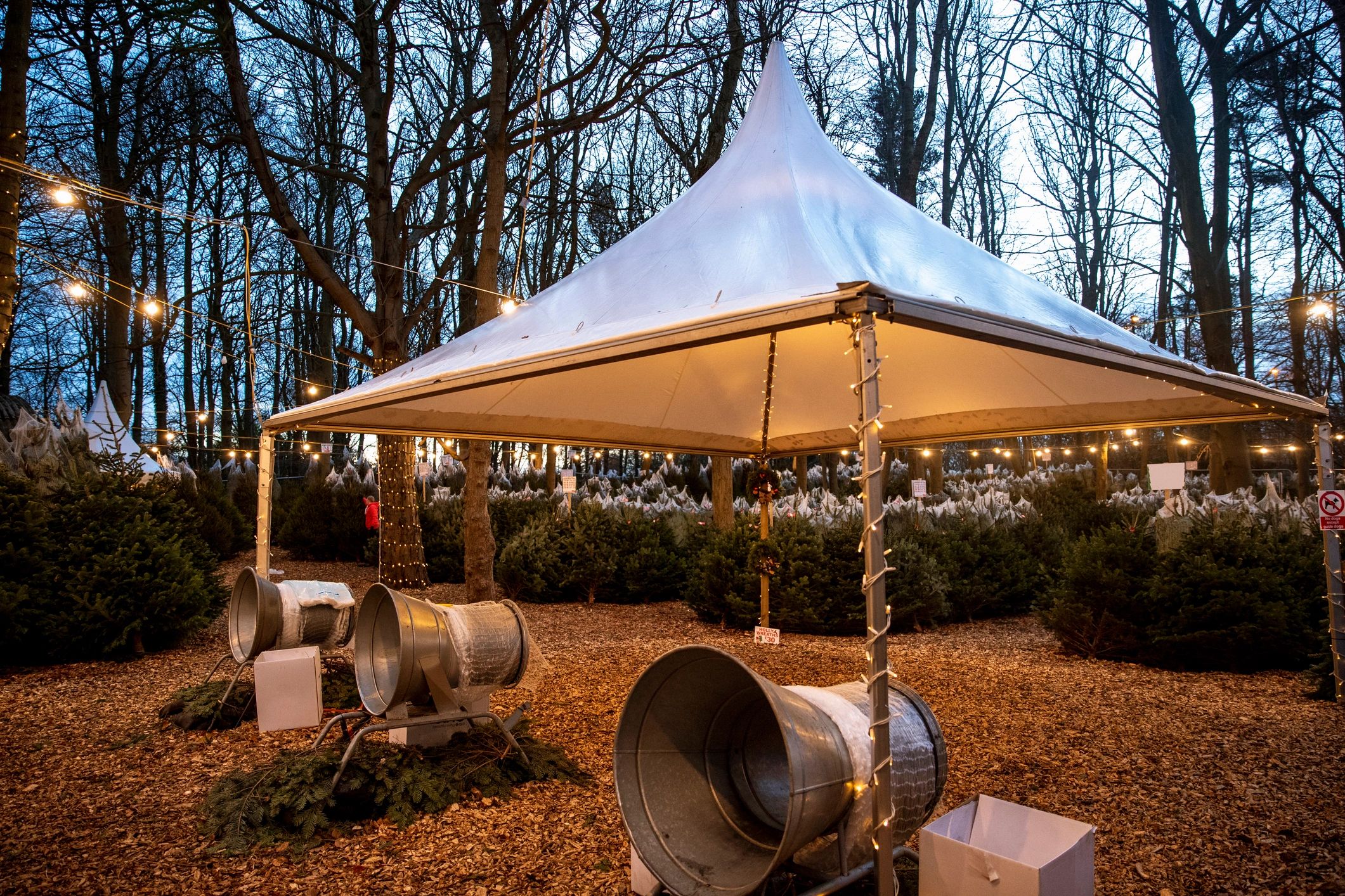 Outdoor holiday setting illuminated with string lights